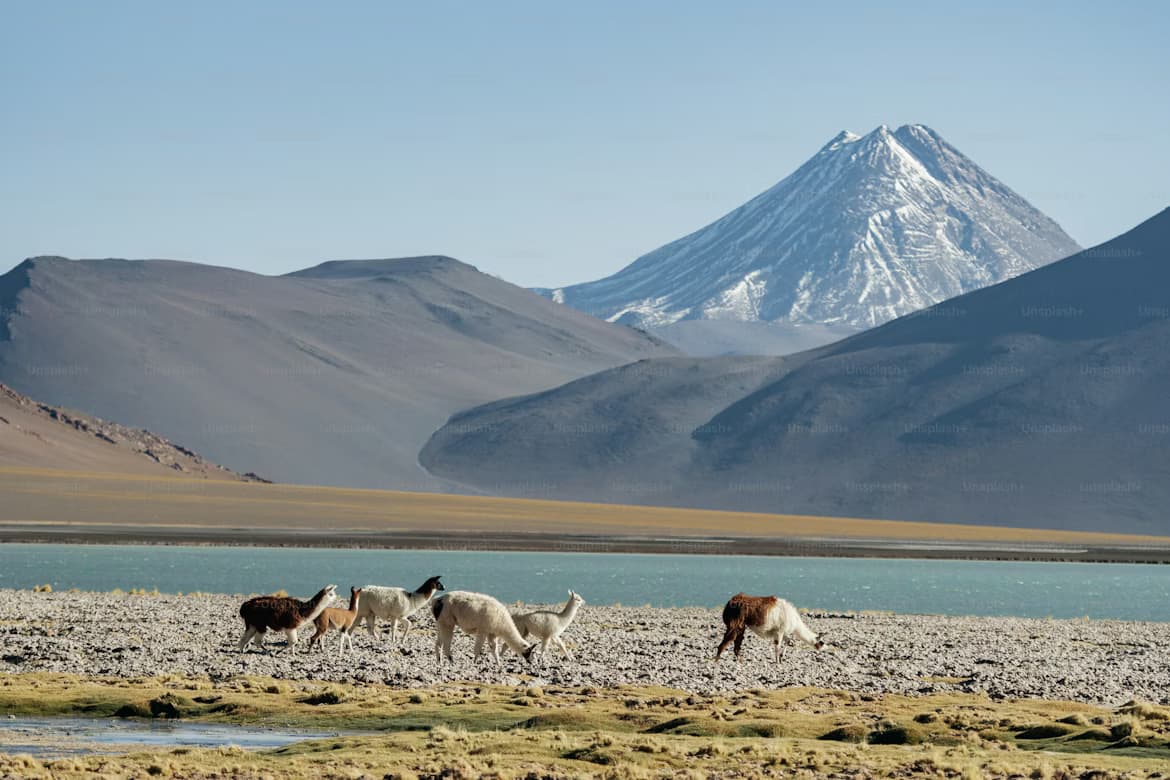 Curated Journeys Across the Tibetan Plateau
